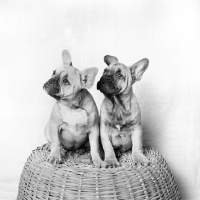 Picture of two french bulldog puppies