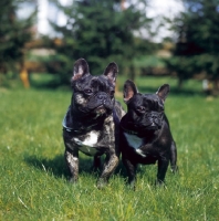 Picture of two French Bulldogs, front view