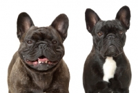 Picture of two French Bulldogs, right: Australian Champion Pennywise Fontine