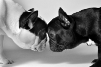 Picture of two French Bulldogs with heads together