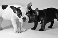 Picture of two French Bulldogs with heads together