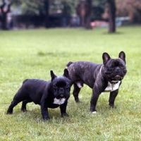 Picture of two french bulldogs