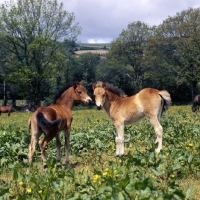 Picture of two friendly Dartmoor foals full body 