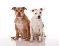 Picture of two friendly looking American Pit Bull Terriers