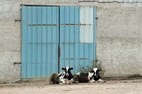 Picture of two friesian cows lying in front of a door