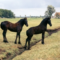 Picture of two Friesian foals in field by drainage ditch in Holland