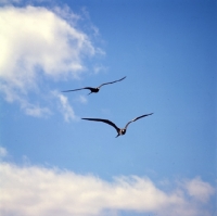 Picture of two frigate birds flying at punta espinosa, galapagos islands