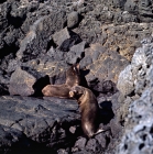 Picture of two galapagos fur seals on lava on james island, galapagos islands