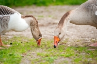 Picture of two geese eating
