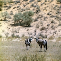 Picture of two gemsbok in the kalahari desert