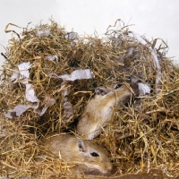 Picture of two gerbils, agouti colour,  tunneling in nest material, hay and paper