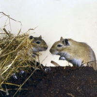 Picture of two gerbils, agouti colour, on peat with hay