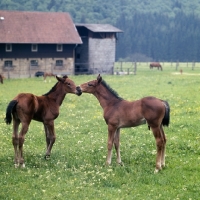 Picture of two German Arab foals at marbach, full body 