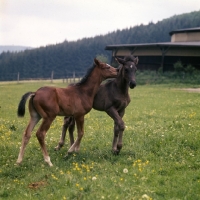 Picture of two German Arab foals nuzzling at marbach,