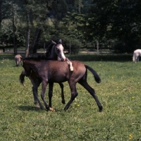 Picture of two German Arab foals playing at marbach,