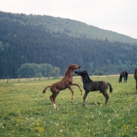 Picture of two German Arab foals playing at marbach,