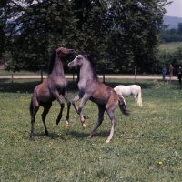 Picture of two German Arab foals playing at marbach,