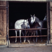 Picture of two German Arab mares with foals in their stable at Marbach,