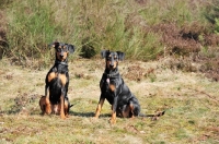 Picture of two German Pinschers, (Deutscher Pinscher)