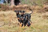 Picture of two German Pinschers, (Deutscher Pinscher)