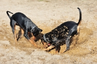 Picture of two German Pinschers digging, (Deutscher Pinscher)