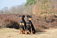 Picture of two German Pinschers in Germany