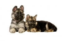 Picture of two German Shepherd (aka Alsatian) puppies