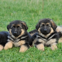 Picture of two german shepherd dog puppies 8 weeks old lying in grass