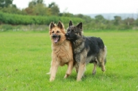 Picture of two German Shepherd Dogs (Alsatians)