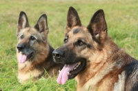 Picture of two German Shepherd Dogs (Alsatian)
