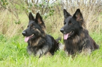 Picture of two German Shepherd Dogs (Alsatians) lying down on grass