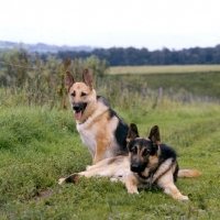 Picture of two german shepherd dogs in a field, stella and rock