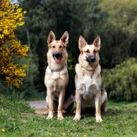 Picture of two german shepherd dogs sitting together