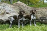 Picture of two German Shorthaired Pointers near a log