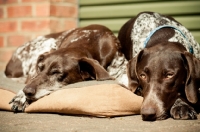 Picture of two German Shorthaired Pointers (GSP) resting