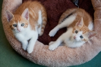 Picture of two ginger and white kittens in basket