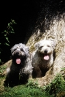 Picture of two glen of imaal terriers beside tree looking at camera