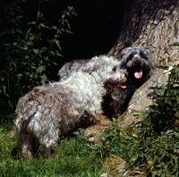 Picture of two glen of imaal terriers by tree
