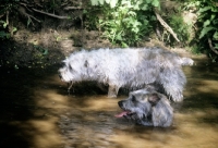 Picture of two glen of imaal terriers in muddy water