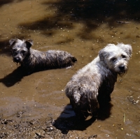 Picture of two glen of imaal terriers looking mischievous in muddy water