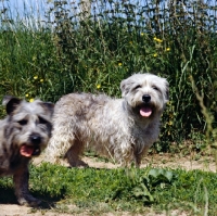 Picture of two glen of imaal terriers standing on a field path