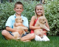 Picture of two golden retriever puppies with boy and girl