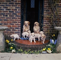 Picture of two golden retrievers  from camrose with seven puppies sitting on a doorstep