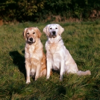 Picture of two golden retrievers awaiting orders