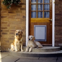 Picture of two golden retrievers by dog door