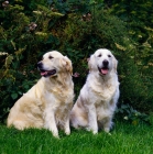 Picture of two golden retrievers from westley sitting on grass