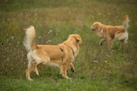 Picture of two golden retrievers in a field