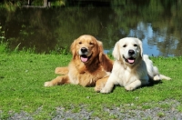 Picture of two Golden Retrievers lying in grass