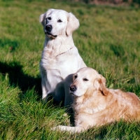 Picture of two golden retrievers, one sitting, one lying