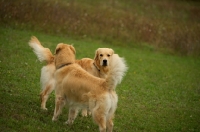 Picture of two golden retrievers staring at each other